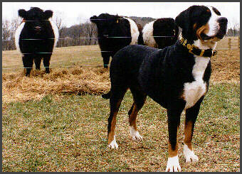 Elsa Greater Swiss Mt. Dog with cows